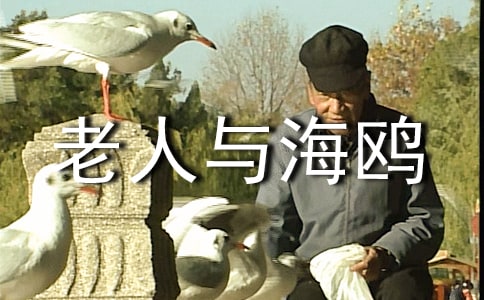 老人與海鷗公開課教案