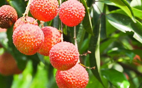 ��֦������(��(y��u)��)