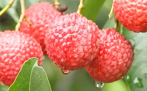 我愛家鄉(xiāng)的荔枝作文