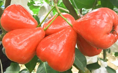 蓮霧六年級作文