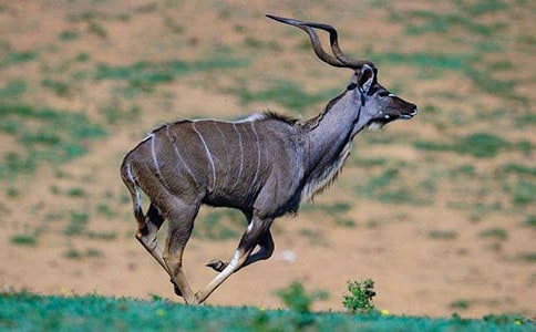 《羚羊木雕》教案(15篇)