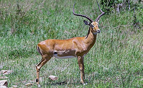 羚羊木雕教學(xué)反思