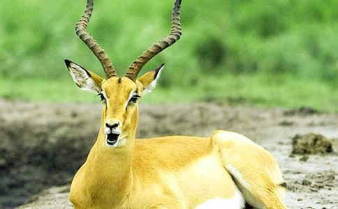 《羚羊木雕》的優(yōu)秀教案