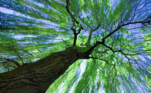 描寫(xiě)柳樹(shù)的作文