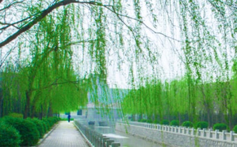 (熱)關于柳樹作文15篇