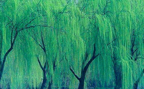 關于寫春天柳樹的作文