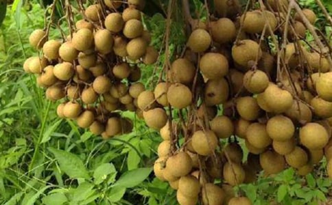 家鄉(xiāng)的特產(chǎn)-龍眼作文