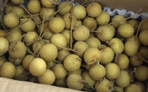 描寫龍眼的作文300字左右