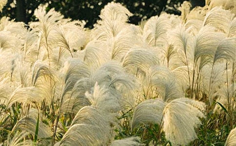 �JȔ�����_������