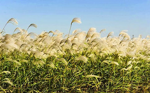 實(shí)用的蘆葦?shù)淖魑?00字