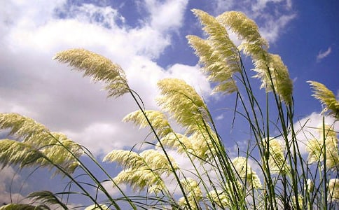 小班美術(shù)《家鄉(xiāng)的蘆葦蕩》玩色活動教案