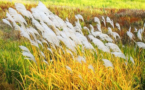 �JȔʎ1600������