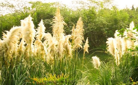 蘆葦?shù)淖魑?00字