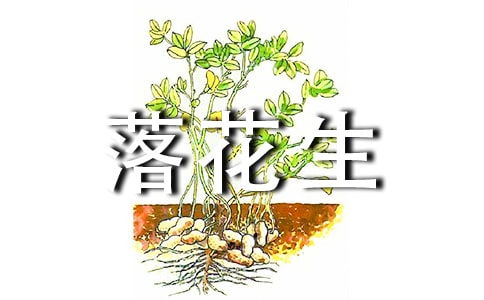 落花生語(yǔ)文教師精心設(shè)計(jì)的教案