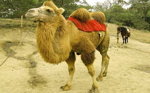 駱駝王子主要內(nèi)容作文