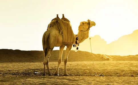 《找駱駝》教案(15篇)