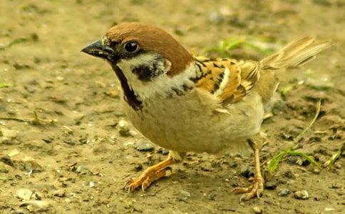 ����Ԓ��ȸɢ��