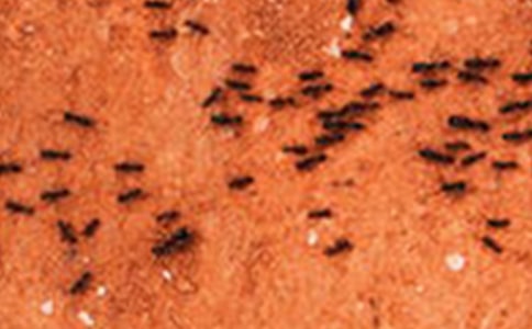 《螞蟻和蟈蟈》教學(xué)設(shè)計