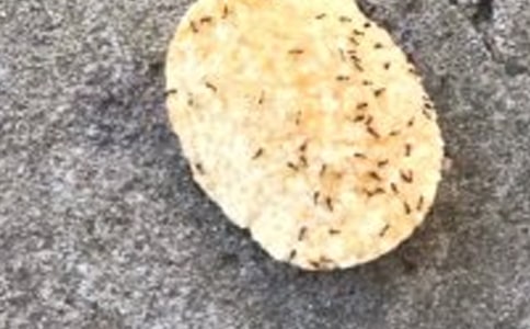 想飛的螞蟻優(yōu)秀作文450字