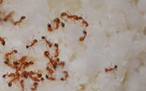 中班美術(shù)小螞蟻教案9篇