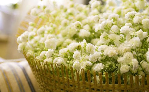 滿天星之夢作文