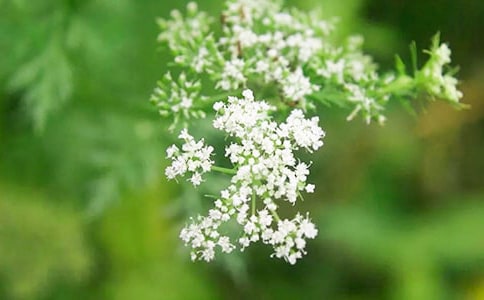 �҂������˝M�����ǵ�ɢ��