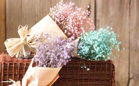 滿天星斗(打一物)熱帶觀賞魚品種