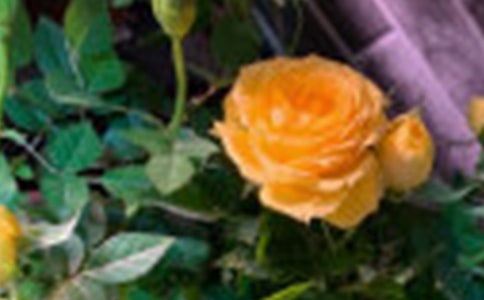 õ���c�¼�����������