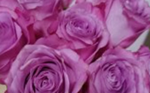 實用的四年級玫瑰作文300字匯總十篇