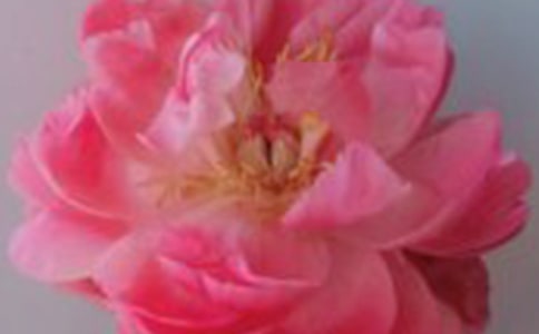 �P(gu��n)��õ������ļ���[15ƪ]