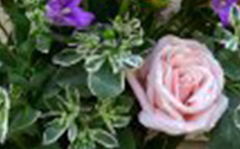 贈(zèng)人玫瑰手有余香作文