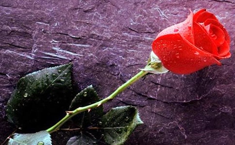 觀察玫瑰花科學(xué)教案中班