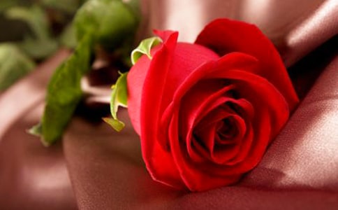 寫玫瑰花的周記