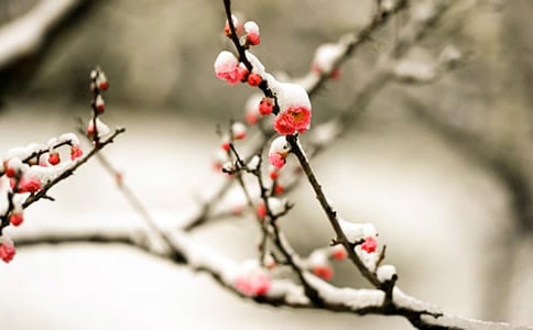 梅花優(yōu)秀作文(通用15篇)