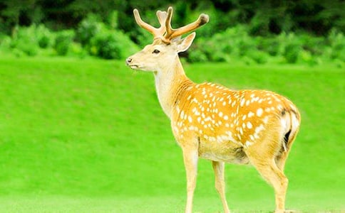 古樹下的梅花鹿