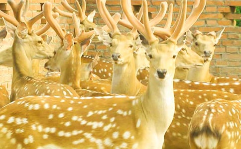 �茑÷��¹�Ġ�������