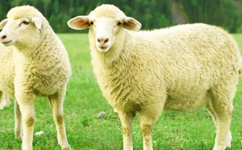 小綿羊教案(精選16篇)