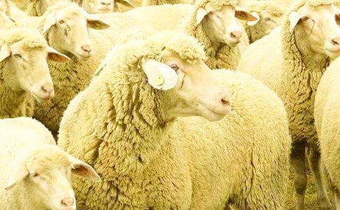 綿羊血漿瘦素的影響因素