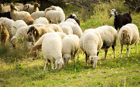 小綿羊和狼兄弟的故事900字作文