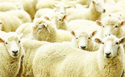 《飛上天空的綿羊》教案設(shè)計(jì)