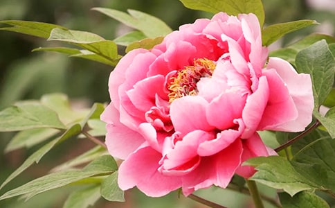 游洛陽牡丹園作文