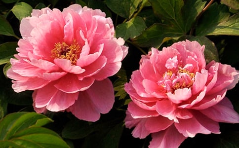 ����ĵ�����ľ��ӣ����x150�䣩