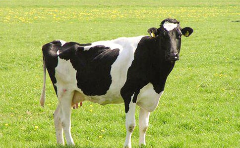 奶牛教案設(shè)計(jì)