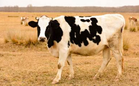 奶牛進口申請單位承諾書