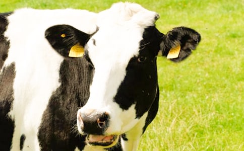 �\����ţ�ӌm��(n��i)Ĥ�׵İl(f��)���c����Ҫ�c(di��n)