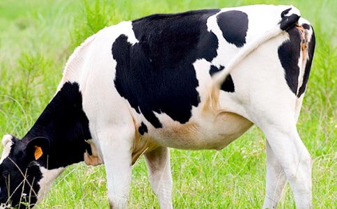 ��������������̰�