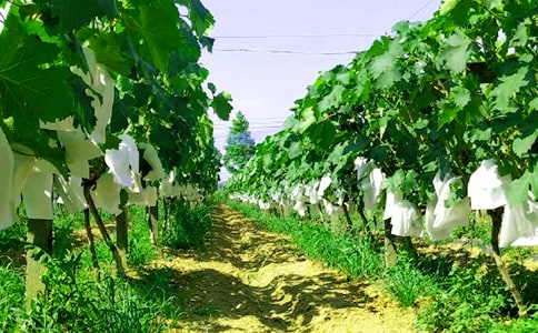 �P(gu��n)���r(n��ng)�Ҙ�����