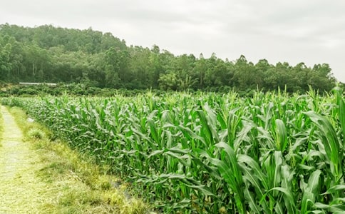 體驗農(nóng)家樂作文