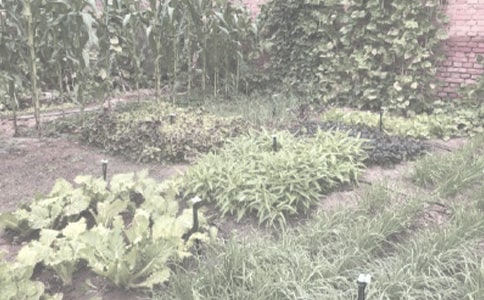 環(huán)江縣大環(huán)江下游沿岸重金屬污染區(qū)農(nóng)作物污染評(píng)價(jià)