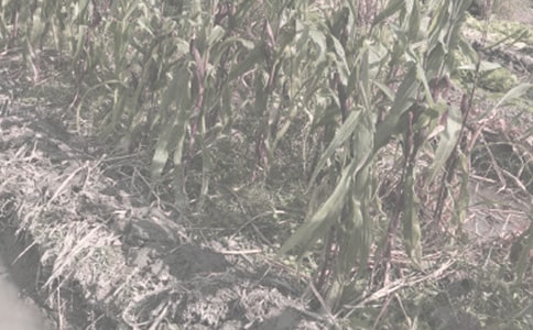 關(guān)于描寫初夏農(nóng)作物郁郁蔥蔥的句子